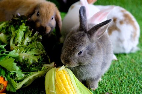 Qu Verduras Y Frutas Pueden Comer Los Conejos Bekia Mascotas