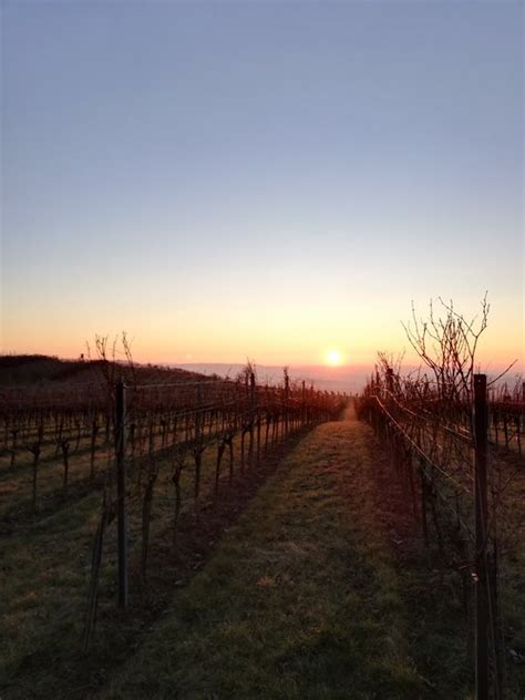 Eisweinlese Weinhof Schoderb Ck Englhart