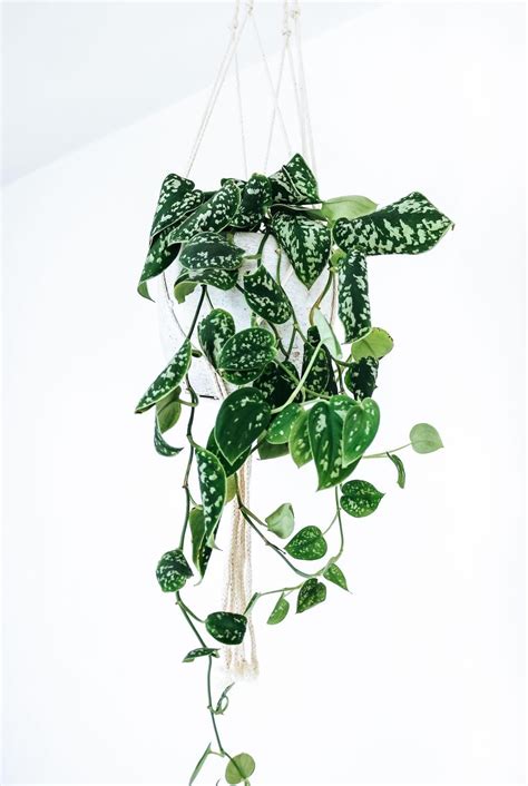 best indoor hanging plants designers love for their homes | Livingetc