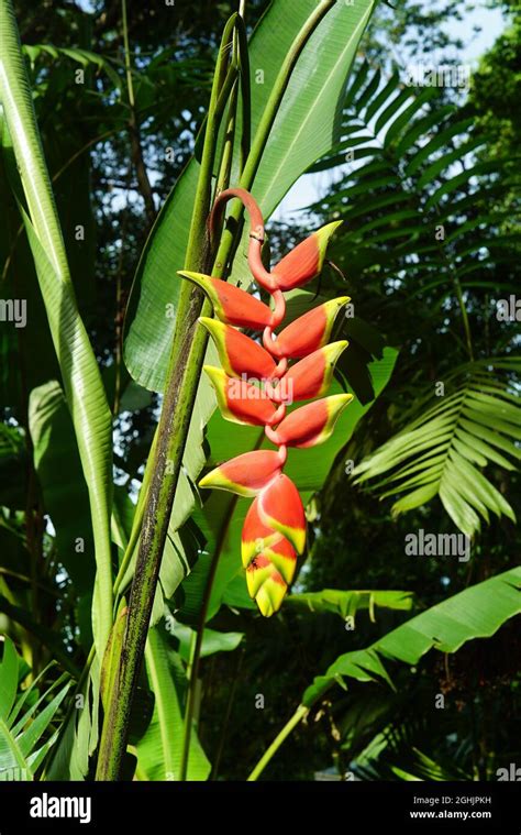 Red Bananas Plant