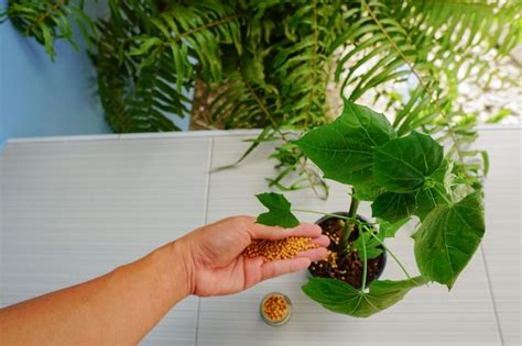 Premium Photo Cropped Image Of Person Holding Potted Plant