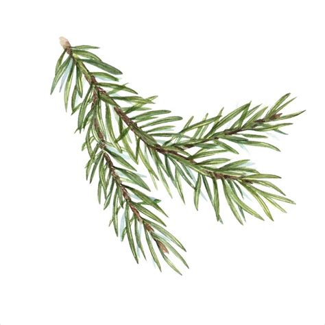 Premium Vector Watercolor Christmas Spruce Branch Green Lush