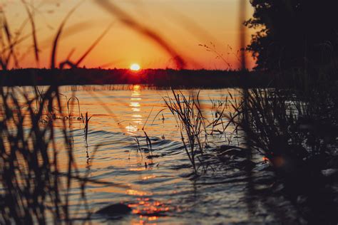 Silhouette of Tree at Sunset · Free Stock Photo