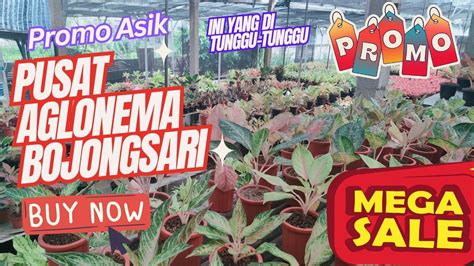 PUSAT AGLAONEMA BOJONGSARI DEPOK HARGA SUPER PROMO MASUK UNTUK JUAL