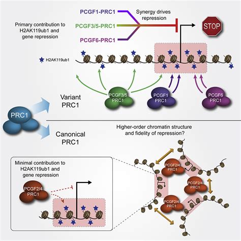 Synergy Between Variant PRC1 Complexes Defines Polycomb Mediated Gene