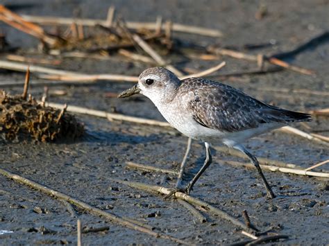 Black Bellied Plover Audubon Field Guide