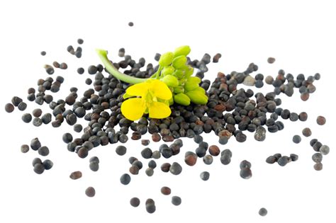 Canola Seeds For Export From Ukraine Utb