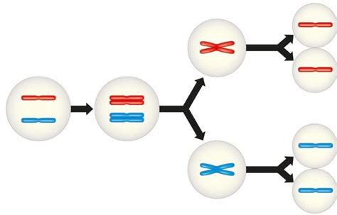 Reproducción Celular Concepto Fases Meiosis Y Mitosis