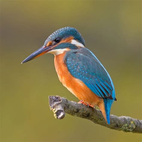 BIRDS IN SUNDARBAN - Fauna of Mangrove Forest