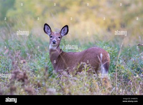 Whitetailed Fawns Hi Res Stock Photography And Images Alamy