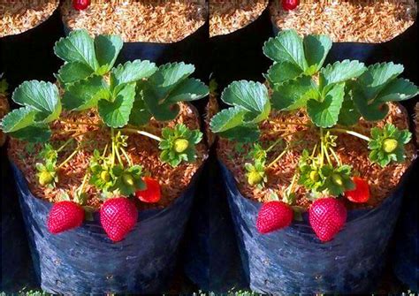 Panduan Mudah Perawatan Strawberry Dalam Pot Tips Petani