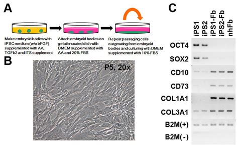 Directed Differentiation Of Ipscs Into Fibroblasts A Schematic