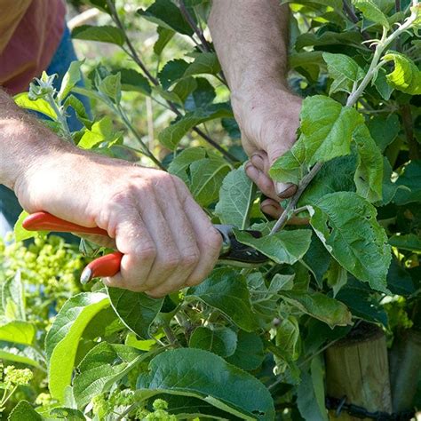 Appelboom Snoeien Wanneer Hoe Snoei Je N Appel Intratuin