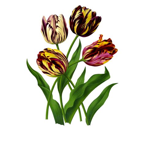 3671 Late Tulip Bizarres Free Graphics Enliven Designs