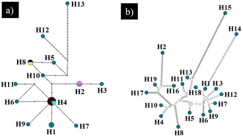 Haplotype Map Of A Rbcl Loci Gene And B Nrdna Loci Gene Of Coelogyne