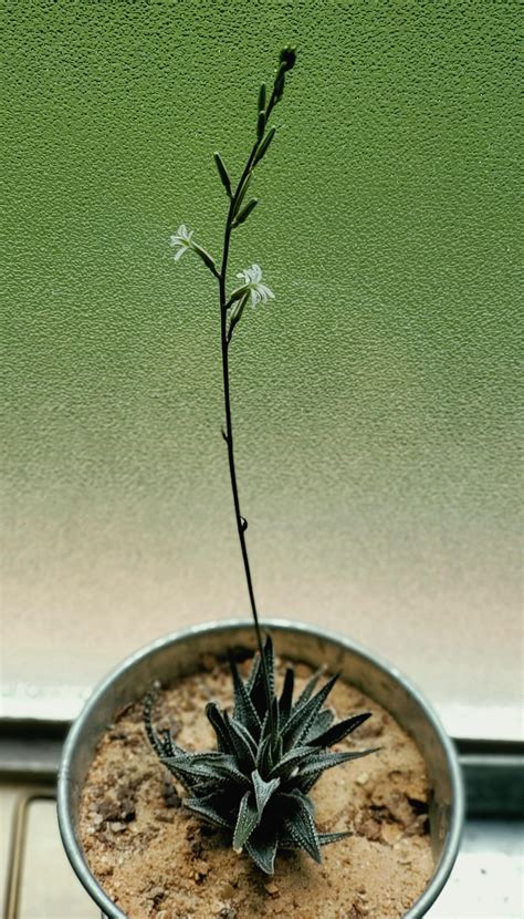 Rare Blooming Haworthia Fasciata Rsucculents