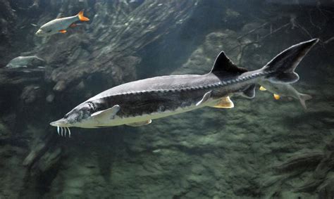 Белуга: подробный обзор, внешний вид, образ жизни, ареал, нерест ...