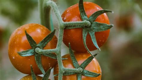 Best Tomatoes For Hot Humid Weather