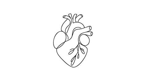 Premium Vector Single Continuous Line Art Anatomical Human Heart