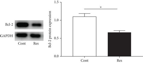 Res Induces Hsc Apoptosis A Hsc Apoptosis B Bax Protein