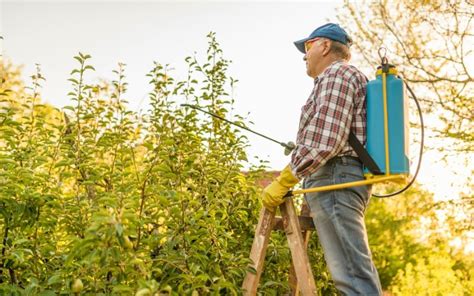 Homemade Fruit Tree Fertilizers For Better Tree Health And Harvest