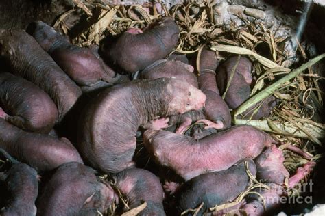 Naked Mole Rat Nest Photograph By Neil Bromhall Science Photo Library Pixels