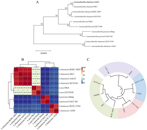 Frontiers Genomic And In Vitro Characteristics Of A Novel Strain