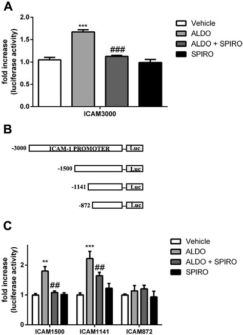 Essential Role Of Icam In Aldosterone Induced Atherosclerosis