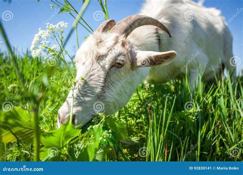 Portrait Of A Goat Chewing Stock Image Image Of Cute 92830141