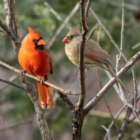 9 Facts About Cardinals Gulo In Nature