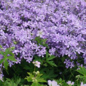 Juglone Tolerant Perennials Can Grow Under Black Walnut Trees Black