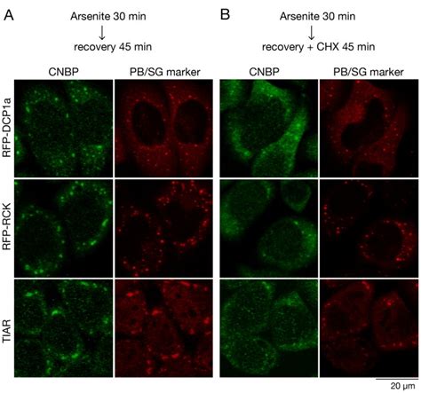 A And B To Induce P Bodies And Stress Granules Hela Cells Expressing