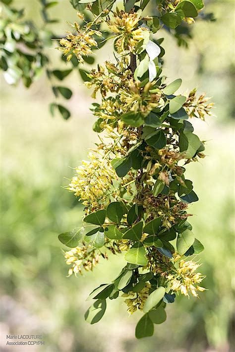 Haematoxylum Campechianum TRAMIL