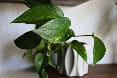 How To Grow And Care For A Golden Pothos Indoors Nicks Garden Center