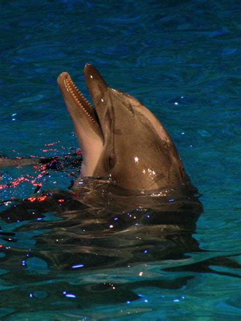 Kolmarden Zoo - Perfect picture with great colours and pose. : r/Dolphins