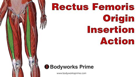 Rectus Femoris Origin And Insertion