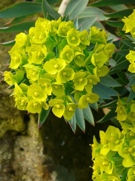 Euphorbias Apresentacao De 20 Especies Para Identificacao Nomes Cientificos Images