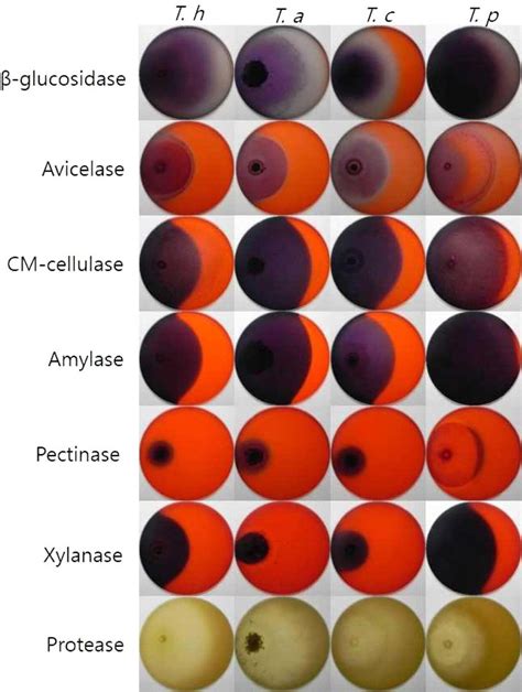 Examples Of Extracellular Enzyme Activities Shown By Trichoderma