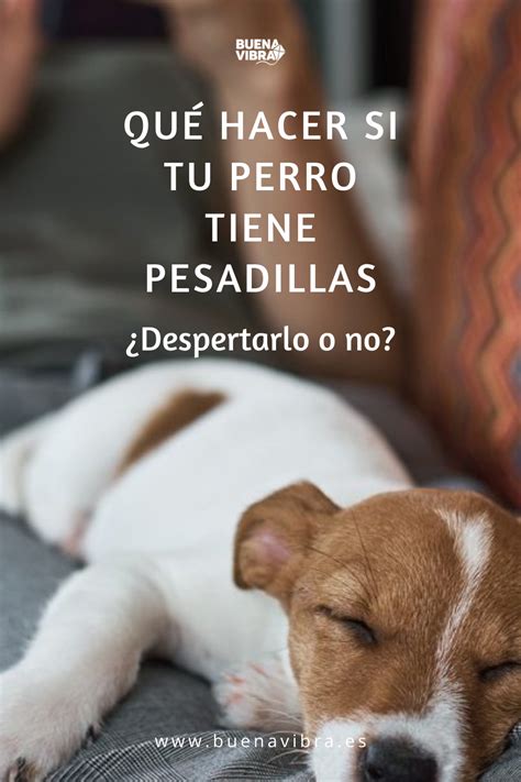 Qué hacer si tu perro tiene pesadillas Es bueno despertarlo o no