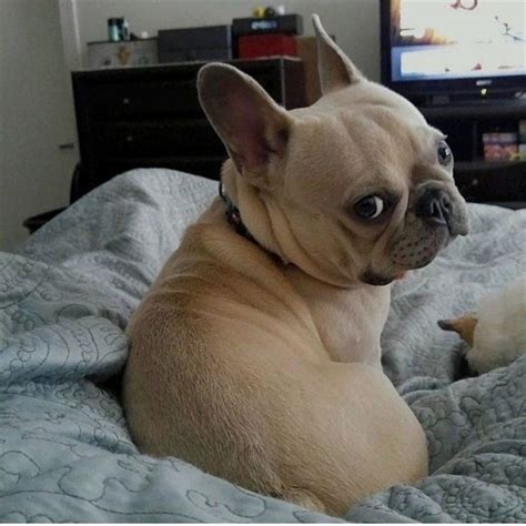 Are You Serious Its Only Wednesday French Bulldog Puppy Funny