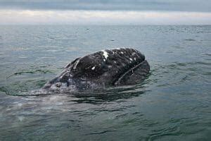 California Gray Whale Migration: What You Need to Know (and How to See it!) - Kayak Connection