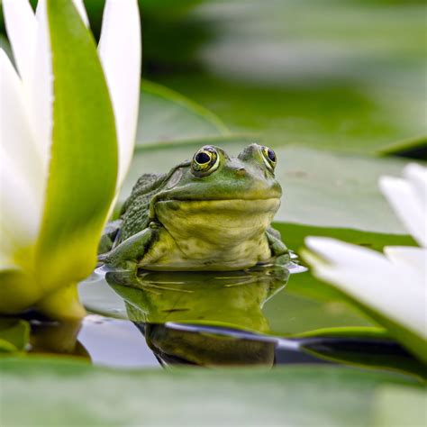 Frog Habitat Facts With Stunning Pictures of Their Dwellings - Animal Sake