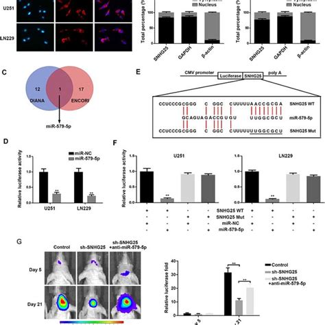 SNHG25 Promotes GBM Proliferation In Vivo A Bioluminescent Images Of