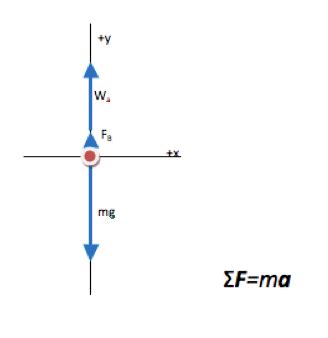 Buoyant Force Free Body Diagram - Hanenhuusholli