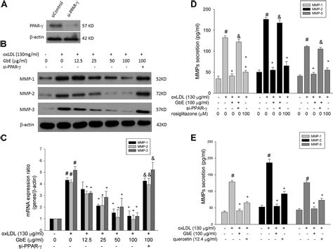 Ginkgo Biloba Extract Inhibits Oxidized Low Density Lipoprotein OxLDL