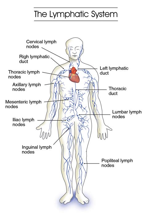 Diagram Of Lymphatic System Labeled Lymphatic System Diagram