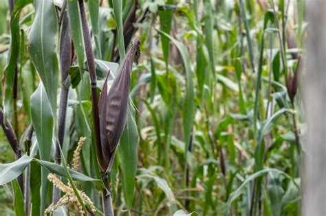 Milho ou elote antes de ser cultivado em um campo ou campo no méxico