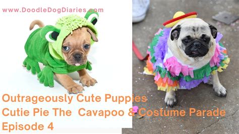 Outrageously Cute Puppies Episode 4 Cutie Pie The Cavapoo And The