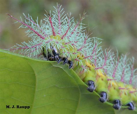 Look but do not touch: puss caterpillar, Megalopyge opercularis; White