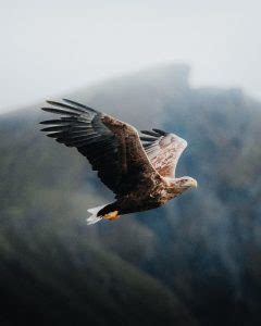 Por Qu Las Guilas Vuelan Tan Alto Guia De Aves